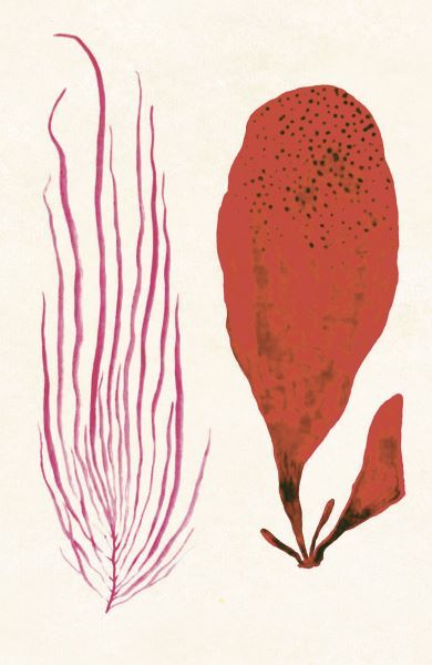 Algae 22