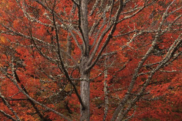 Lithia Park in Fall