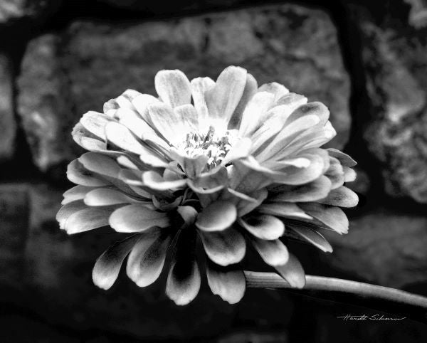 Zinnia