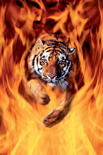 Bengal Tiger Jumping In Flames