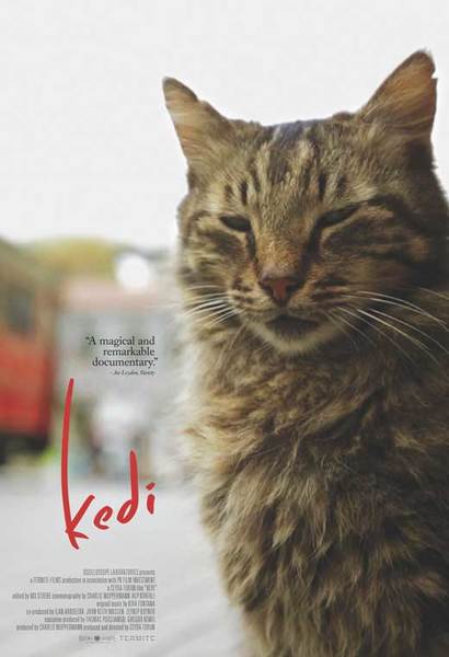 Kedi
