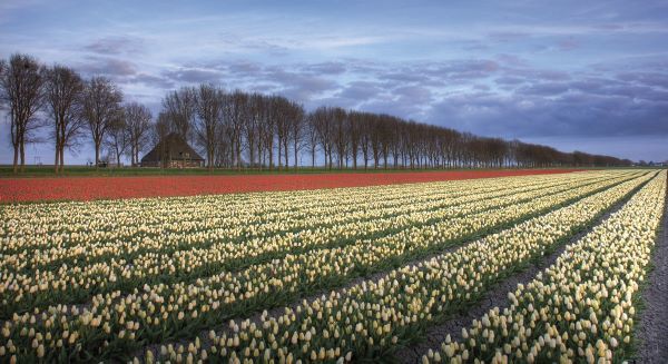 Netherlands I