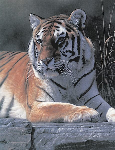 Bengal Tiger