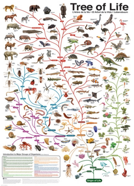 Evolution - The Tree of Life