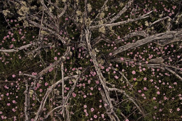 Table Rock Ground Cover