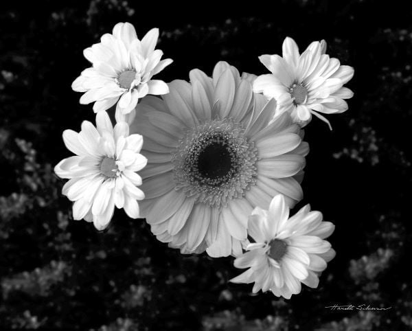 Gerber Daisies