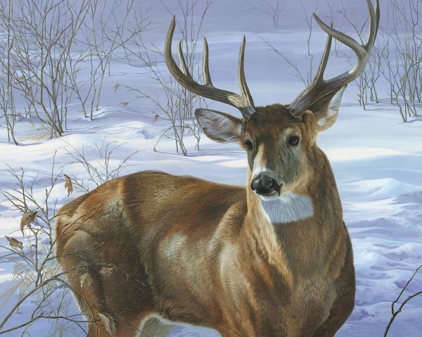 Through My Window - Whitetail Deer