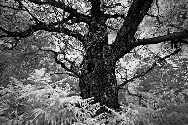 Portrait of a Tree, Study 12