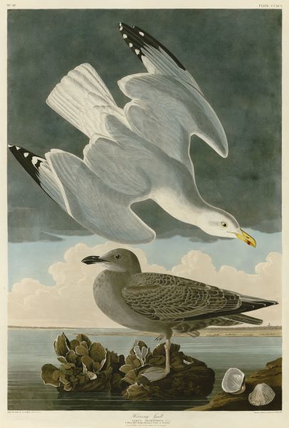 Herring Gull