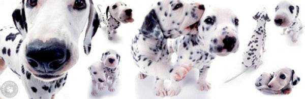 Dogs - Dalmatians