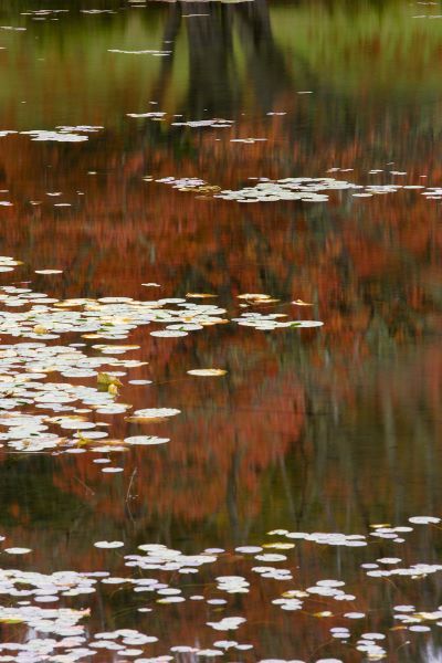 Lily Pads and Red Maple