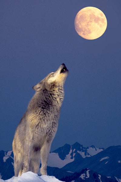 Gray Wolf Howling At Moon