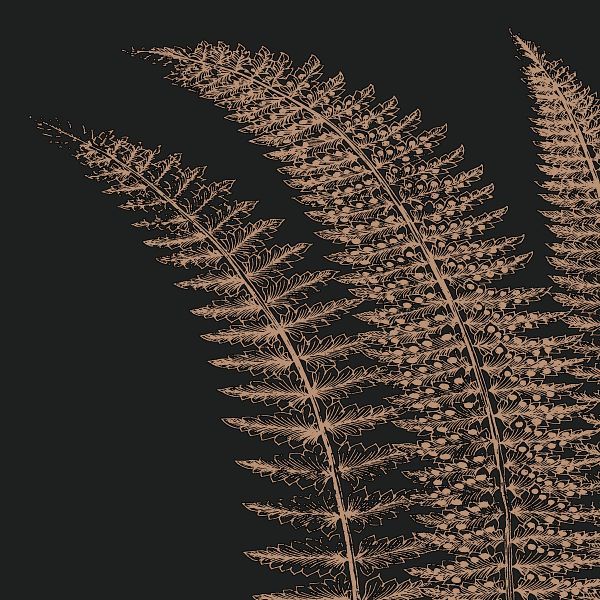 Fern I (on black)