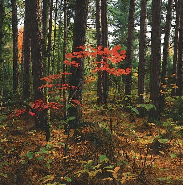 Maple in the Pine