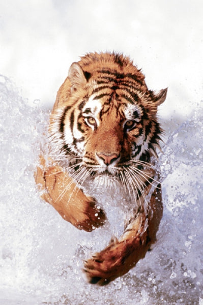 Tiger Running Through Water
