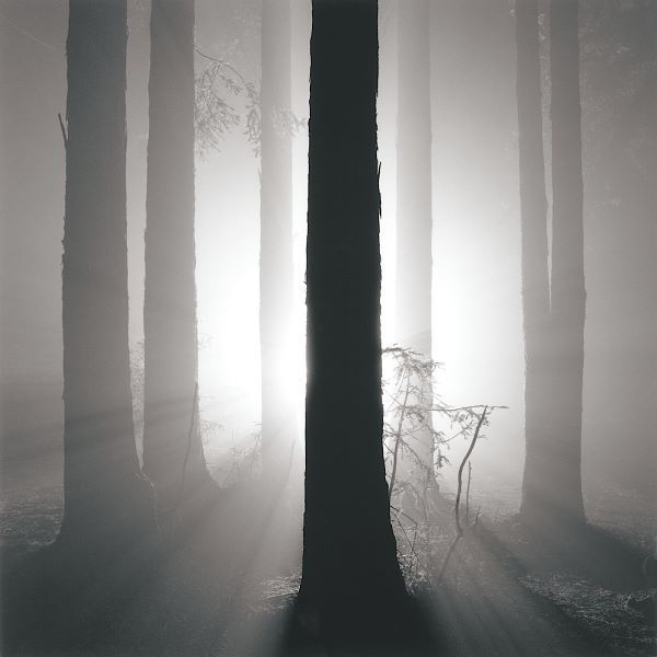 Redwoods, Study 4, Oakland Hills, California. 2002