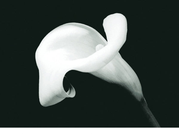 Calla Lily With Stem