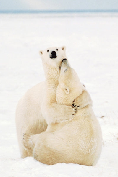 Playful Polar Bears