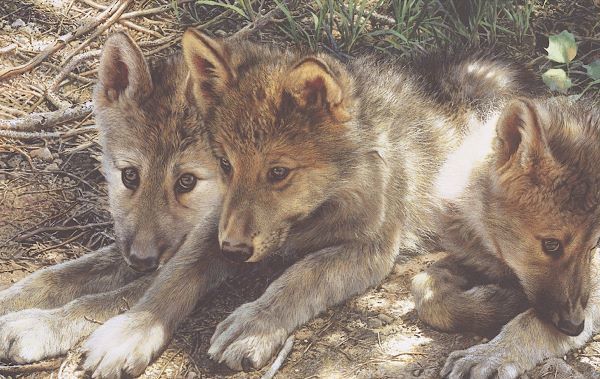 Pick of the Pack (detail)