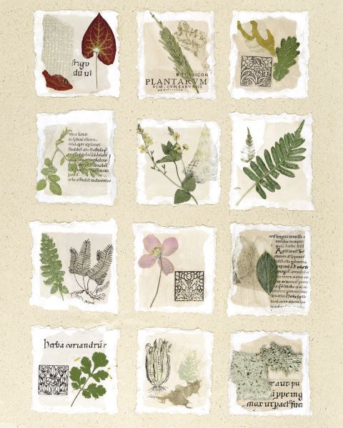 Surrey Garden Fragments
