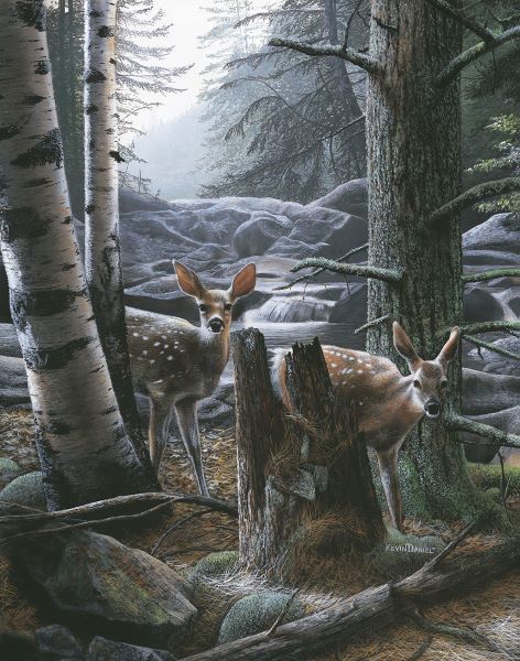 White Tail Fawns