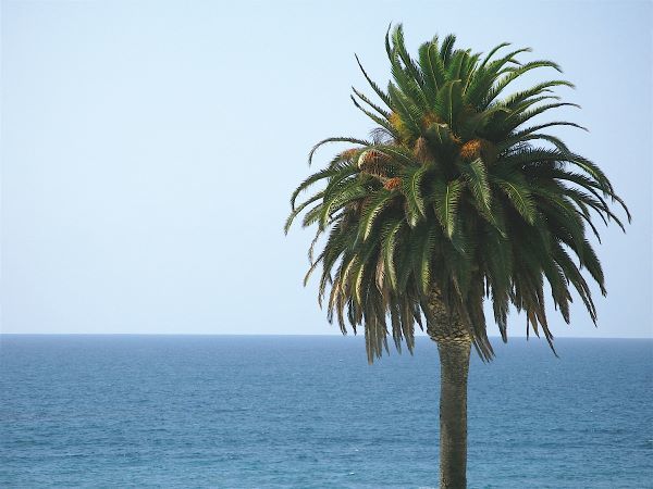 Palm at Moonlight Beach