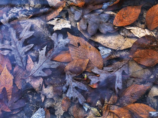 Water Leaves