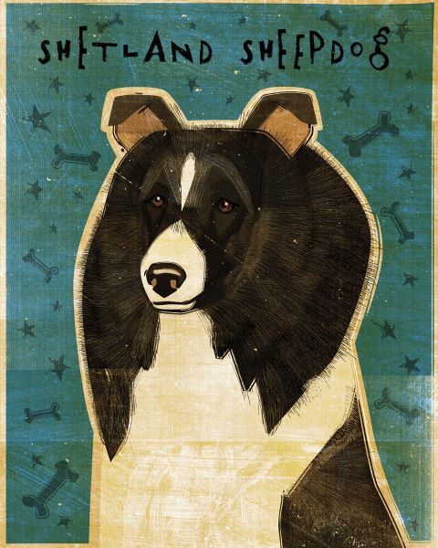 Shetland Sheepdog (Black & White)