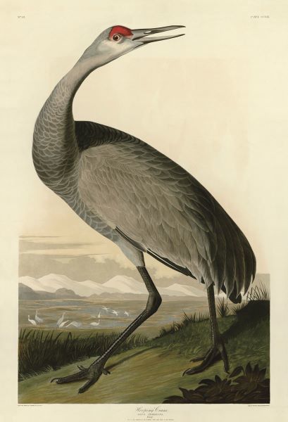Hooping Crane
