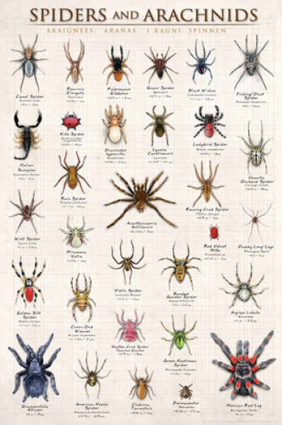 Spiders & Arachnids