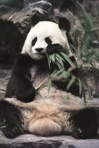 Giant Panda