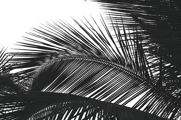 Palms 13