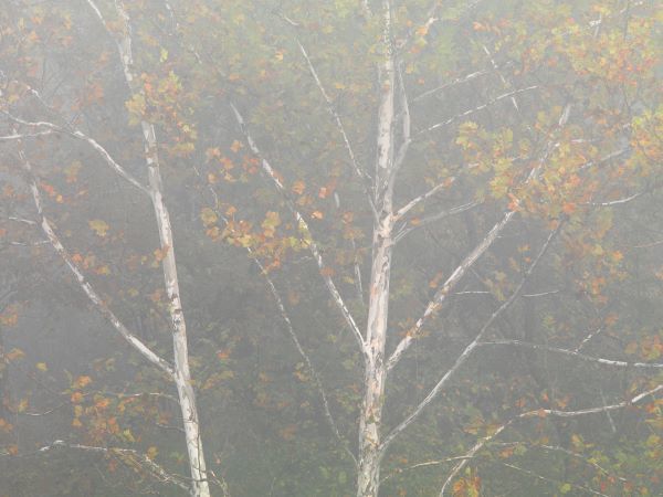 Pastel Tree