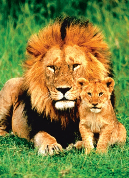 Lion and Baby