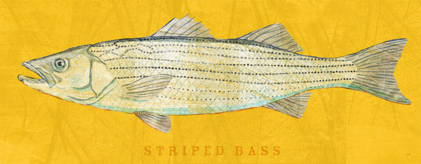 Striped Bass