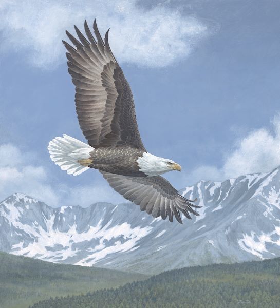 Soaring High