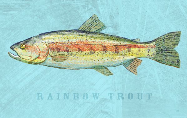 Rainbow Trout