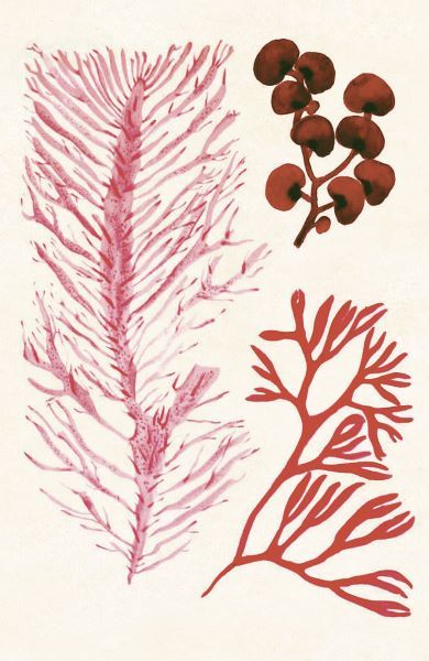 Algae 23