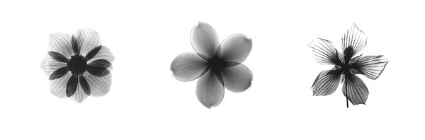 X-Ray Frangipani Triptych