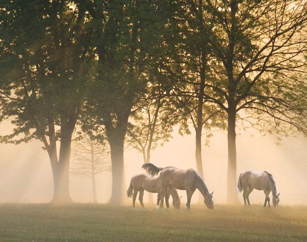 Horses in the mist