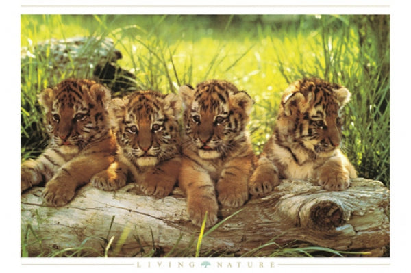 Tiger Cubs