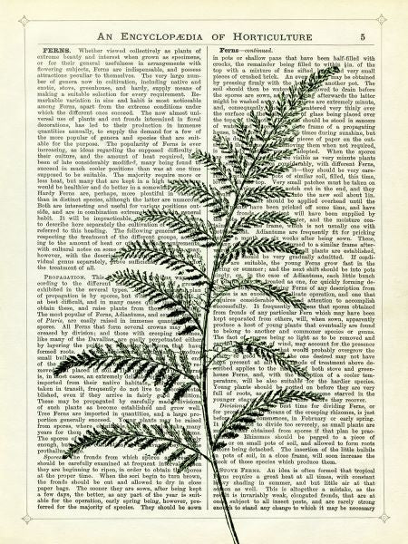 Fern 2