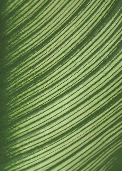 Cannis Veins
