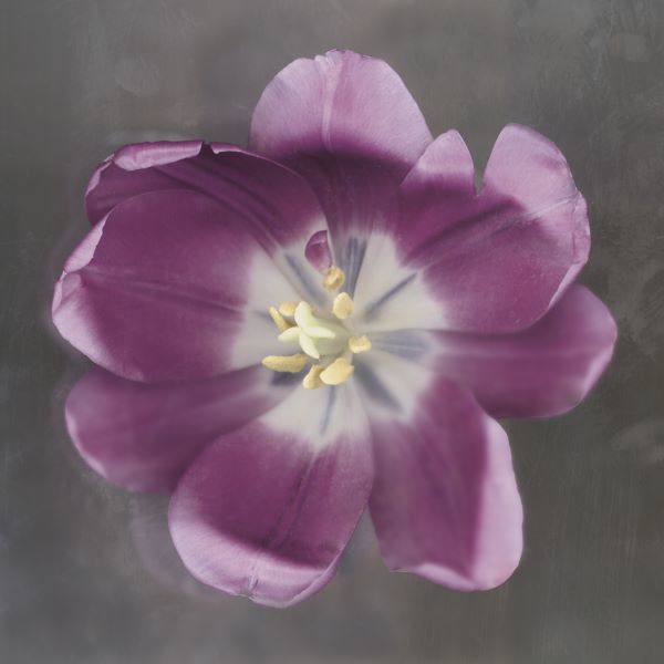 Purple Tulip