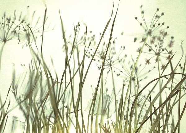 Watery Grasses 3