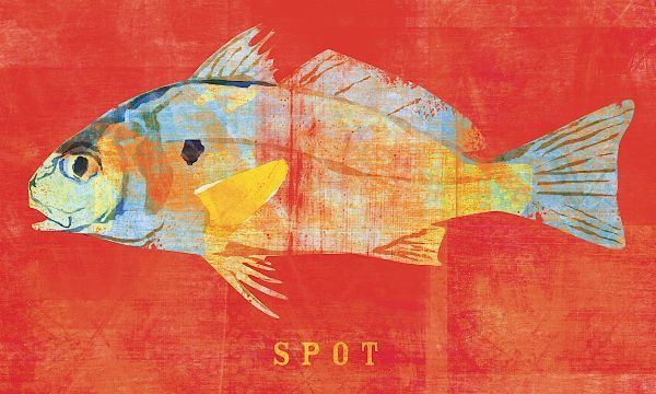 Spot