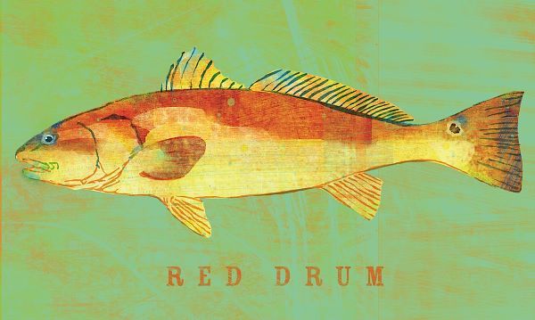 Red Drum