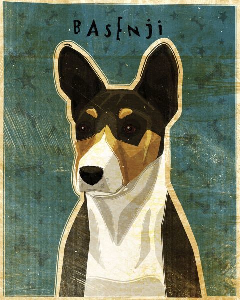 Basenji (Tri-Color)