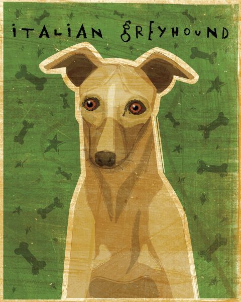 Italian Greyhound (Fawn)