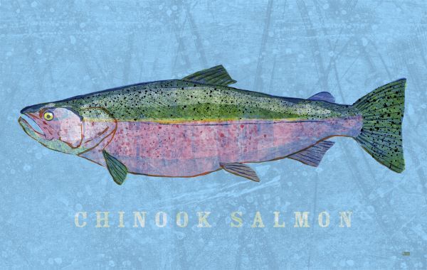 Chinook Salmon